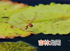 蜻蜓点水的目的是什么,蜻蜓点水这个词是什么意思?
