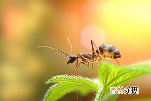 秋天蚂蚁会干什么,秋天的时候,蚂蚁会在森林里干什么