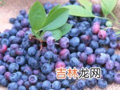 都柿和蓝莓的区别,蓝莓和都市是一种水果吗?