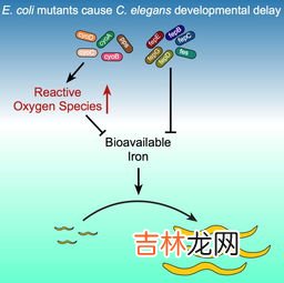 秀丽隐杆线虫是什么动物,秀丽隐杆线虫是什么动物