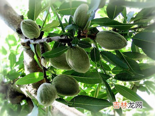 巴旦木是什么果实是杏仁吗,巴旦木是什么果