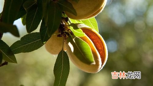 巴旦木是什么果实是杏仁吗,巴旦木是什么果