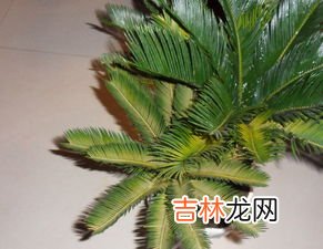 铁树为什么叶子发黄,铁树为什么出现叶黄现象