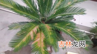 铁树为什么叶子发黄,铁树为什么出现叶黄现象