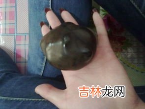 哪个制药厂收购蛋白虫,哪里有收购蛋白虫的？