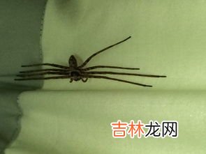 蜘蛛是害虫吗,蜘蛛是益虫还是害虫?