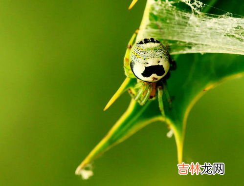 蜘蛛是害虫吗,蜘蛛是益虫还是害虫?