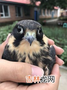 猴头鹰是国家保护动物吗,猴面鹰目前为止有几只?