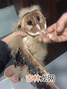 猴头鹰是国家保护动物吗,猴面鹰目前为止有几只?