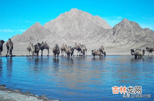 当前仅存的野骆驼种群在中国哪里,野骆驼种群在我国哪个省