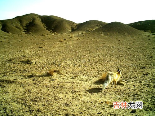 当前仅存的野骆驼种群在中国哪里,野骆驼种群在我国哪个省