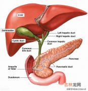 胆囊切除后为什么还会疼,胆囊摘除后，腹部一直疼痛是什么原因造成的？