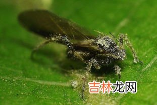 夏天的小飞虫叫什么,家中的小飞虫是什么？