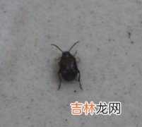 夏天的小飞虫叫什么,家中的小飞虫是什么？