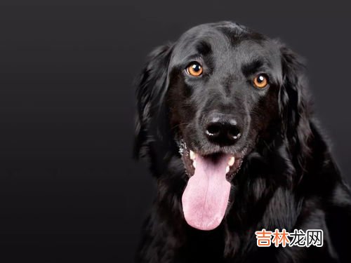 犬子的由来,犬子的由来