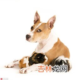 犬子的由来,犬子的由来