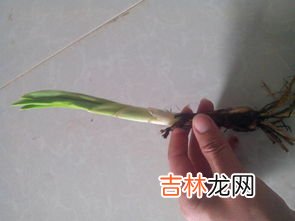 花剑是什么,花剑和佩剑有什么不同？