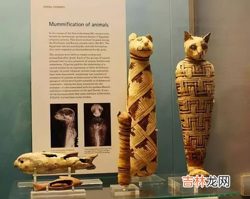 猫在古埃及的地位,古埃及猫的地位