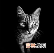 猫在古埃及的地位,古埃及猫的地位