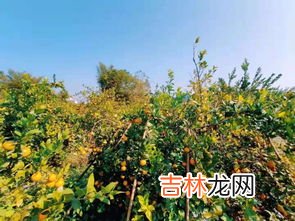被称为贡柑的是什么,以下哪种水果被称为贡柑芭芭农场