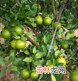 被称为贡柑的是什么,以下哪种水果被称为贡柑芭芭农场