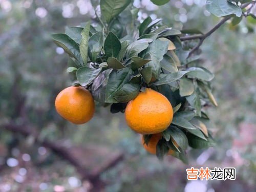 被称为贡柑的是什么,以下哪种水果被称为贡柑芭芭农场