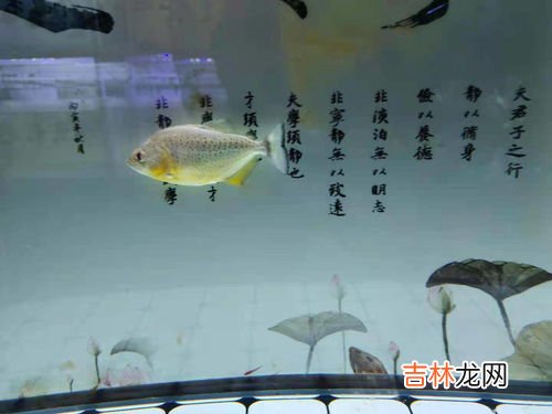 水质稳定剂对鱼有害吗,我的水族箱里面放了一些水质稳定剂为什么鱼会缺氧