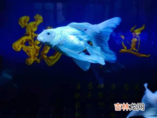 水质稳定剂对鱼有害吗,我的水族箱里面放了一些水质稳定剂为什么鱼会缺氧