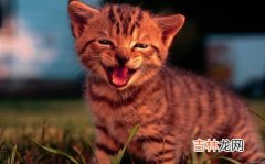 猫为什么喜欢缠着孕妇,猫喜欢靠近孕妇意味着什么意思