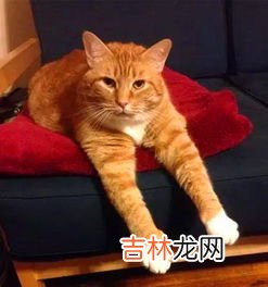 猫为什么喜欢缠着孕妇,猫喜欢靠近孕妇意味着什么意思