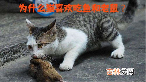 猫为什么喜欢缠着孕妇,猫喜欢靠近孕妇意味着什么意思