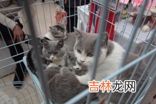 猫为什么喜欢缠着孕妇,猫喜欢靠近孕妇意味着什么意思