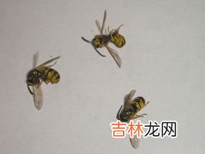 黄蜂是昆虫吗,黄蜂是益虫还是害虫