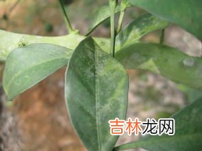 池塘青苔治理方法,鱼塘青苔如何治理