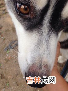 狗狗为什么会得蠕形螨,犬蠕形螨病症状与治疗方法