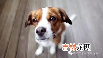 狗狗为什么会得蠕形螨,犬蠕形螨病症状与治疗方法