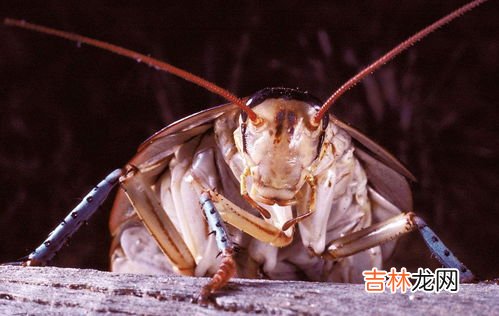 踩蟑螂会把卵到处传播吗,踩蟑螂会把卵到处传播吗