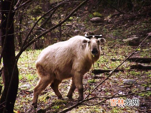 为什么生肖鼠排第一,十二生肖为什么老鼠排第一？