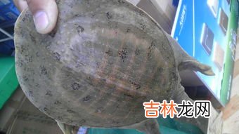 甲鱼是什么纲,甲鱼属于什么纲动物