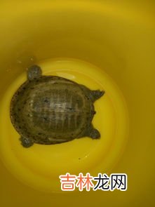 甲鱼是什么纲,甲鱼属于什么纲动物