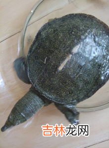 甲鱼是什么纲,甲鱼属于什么纲动物