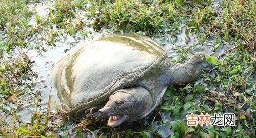 甲鱼是什么纲,甲鱼属于什么纲动物
