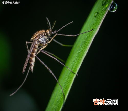 一楼蚊子多怎么解决,家住一楼，家里虫子多怎么办