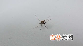 一楼蚊子多怎么解决,家住一楼，家里虫子多怎么办