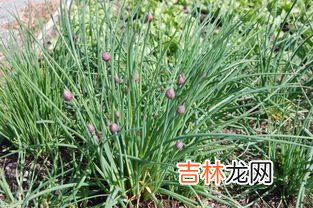 野葱和野蒜的区别,野葱和野蒜的区别有哪些？