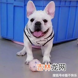 狗吃猫粮后死了为什么,狗吃了猫粮会死吗？