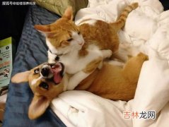 狗吃猫粮后死了为什么,狗吃了猫粮会死吗？