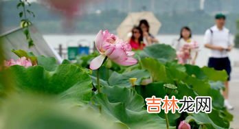 荷花节在哪里举办,2021新浜荷花节什么时候 新浜荷花节2021年什么时候开始