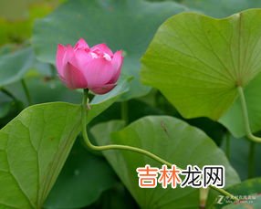 荷花节在哪里举办,2021新浜荷花节什么时候 新浜荷花节2021年什么时候开始