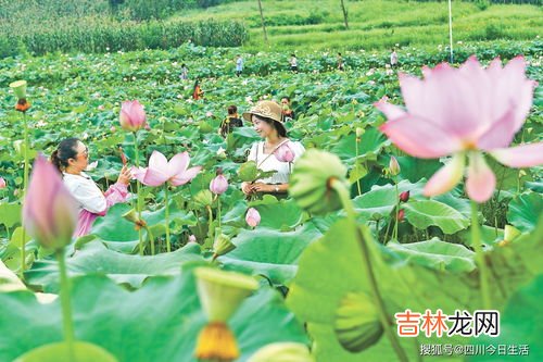 荷花节在哪里举办,2021新浜荷花节什么时候 新浜荷花节2021年什么时候开始